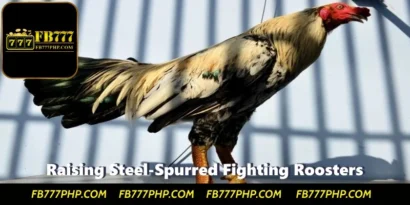 Effective Methods For Raising Steel-Spurred Fighting Roosters
