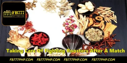 Traditional Remedies for Treating Fighting Roosters After a Match