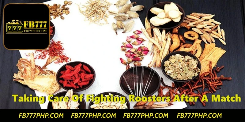 Traditional Remedies for Treating Fighting Roosters After a Match